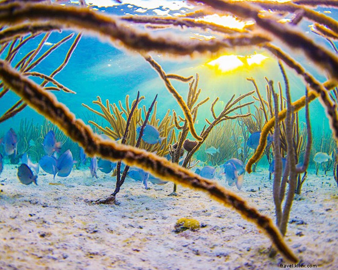 Estas fotos subaquáticas dos fotógrafos farão você desejar que fosse uma sereia 